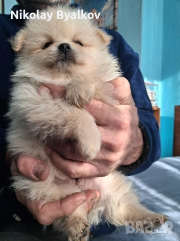 продавам кученца шпиц померан всичко им е дадено пасти за обезпаразитяването ,ваксина , паспорти , снимка 4 - Други животни - 52910546