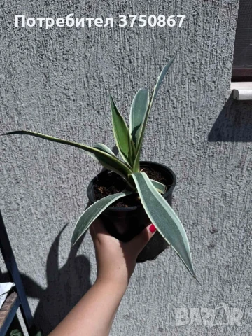 🌿 💞🌼 Столетник (Agave americana ‘Variegata’), снимка 3 - Градински цветя и растения - 51013751