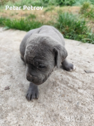 Кане Корсо бебета, снимка 5 - Кане корсо - 52413661