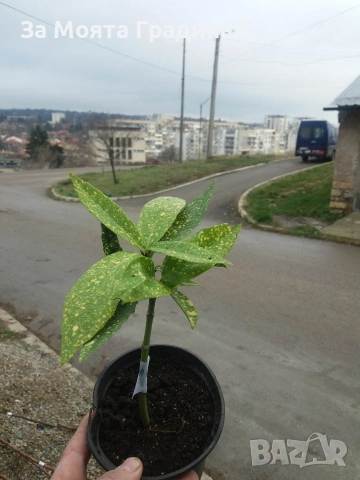 Аукуба , снимка 6 - Градински цветя и растения - 53634676