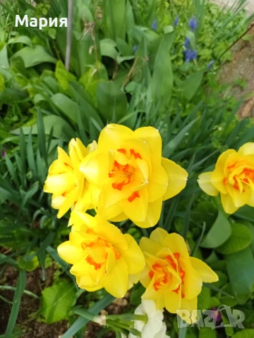 Предлагам 5 сорта много едри нарциси, снимка 3 - Сортови семена и луковици - 51213645