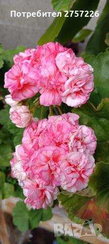 Сортови мушката, снимка 16 - Стайни растения - 52062315