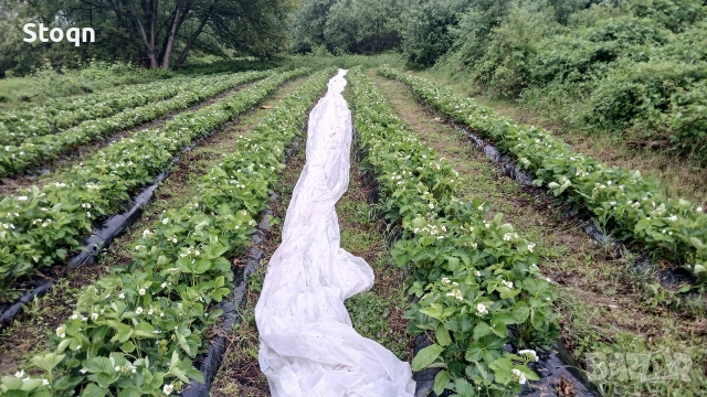 ягодов разсад 2026 , снимка 4 - Разсади - 53488598