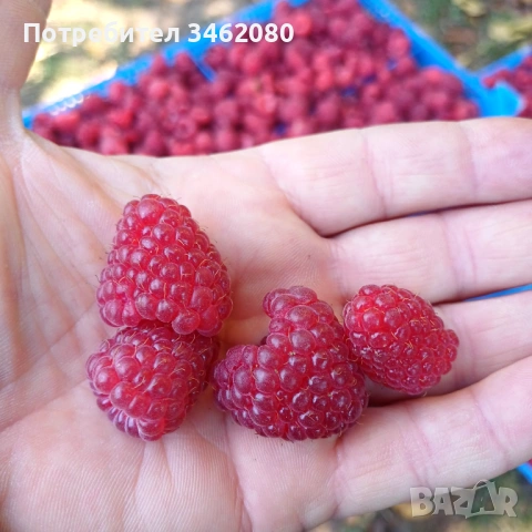 Разсад- малини, снимка 5 - Разсади - 53757063