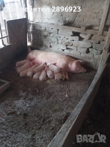 Малки прасенца