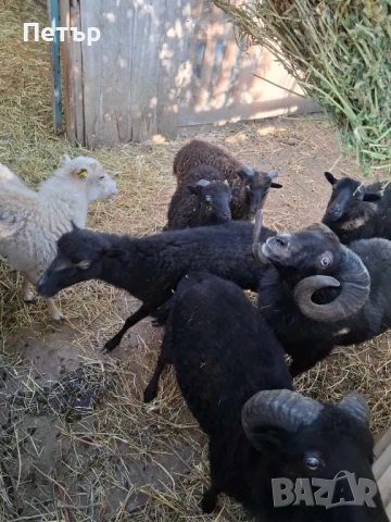 Продавам шутлански овце , снимка 6 - Овце - 49606595