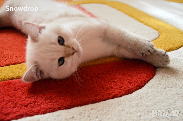 Сребърна чинчила