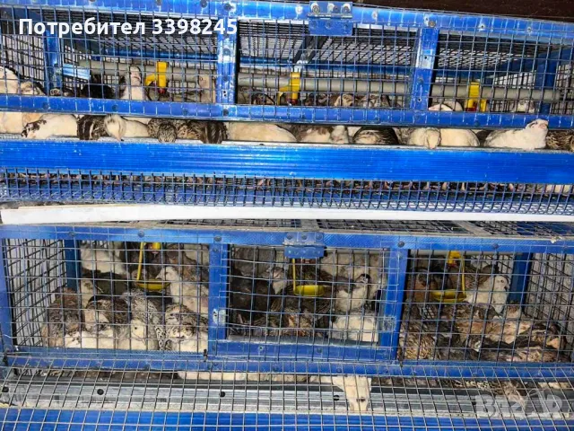 Продавам пътпъдъци, снимка 7 - други­ - 48653462