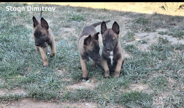 Белгийска овчарка-Малиноа , снимка 1