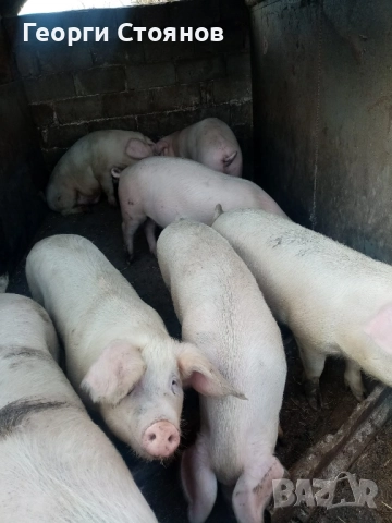 Свободни! Домашни прасета, снимка 5 - Прасета - 52829144