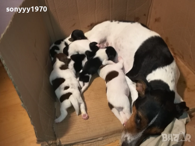 ДЖАК РЪСЕЛ-ПРОДАВАМЕ КУЧЕНЦА 250ЛВ ЗА БРОЙ 2908250958, снимка 13 - Джак ръсел териер - 51530695