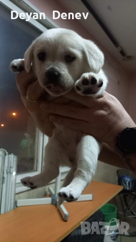 лабрадор реитривър , снимка 9 - Лабрадор ретривър - 52878460