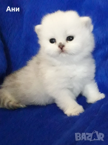 Момченце.Истинска Красота