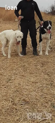 Хотел и обучение на Кучета , снимка 5 - Други - 47688790