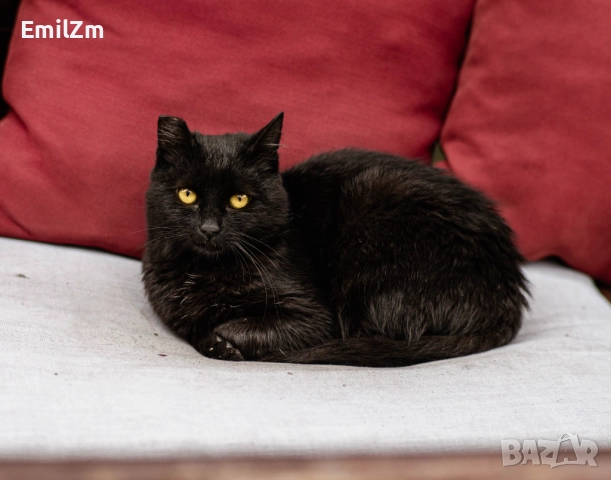 Фотоапарат SONY NEX-C3 , снимка 6 - Фотоапарати - 52722615