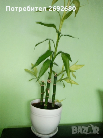 Бамбук 4бр. в бяла керамична саксия/80см.-височина, снимка 9 - Стайни растения - 51863865