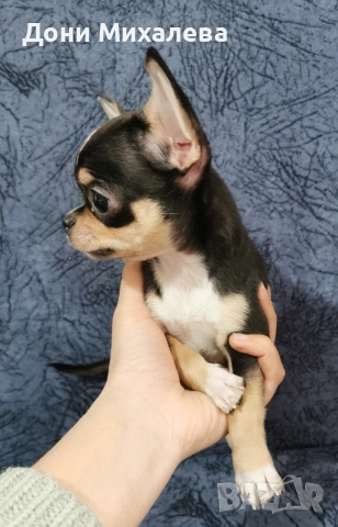 Чихуа Хуа , снимка 3 - Чихуахуа - 52672608