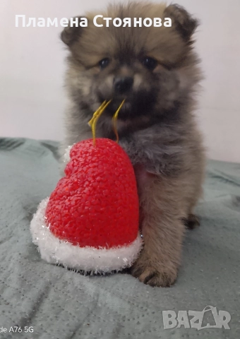 Малки померани , снимка 7 - Померан - 52617952