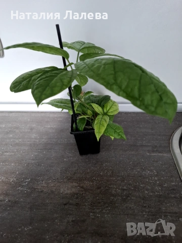 Клеродендрон Томпсън, Clerodendrum thomsoniae , снимка 3 - Стайни растения - 53294531