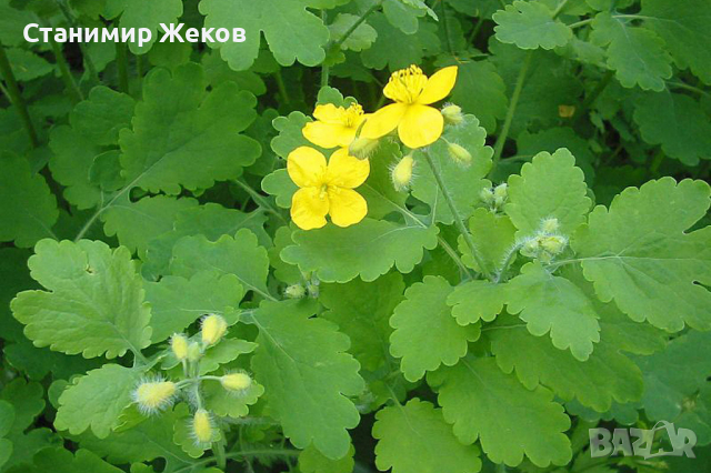 Змийско мляко