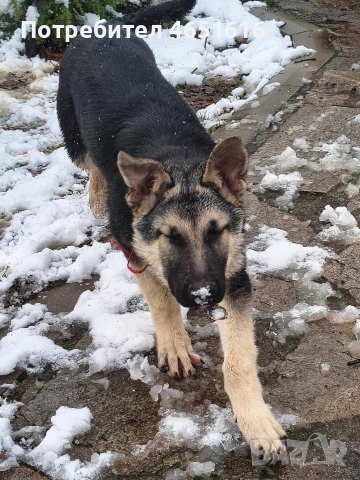 Източно Европейска овчарка момче , снимка 4 - Други - 53642551