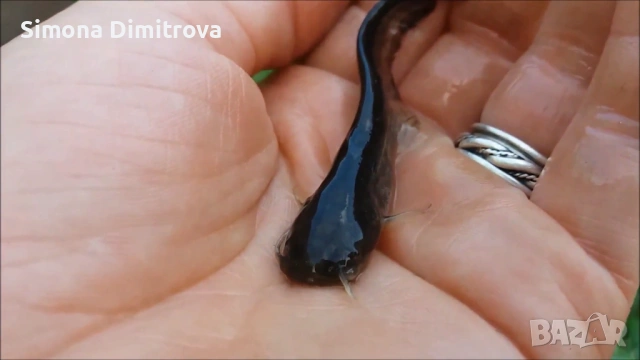 Европейски Сом - заробителен материал 