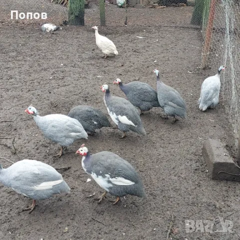 Продавам токачки, снимка 8 - други­ - 48205893