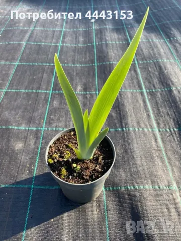 Микс Ирис разсад , снимка 3 - Разсади - 49874891