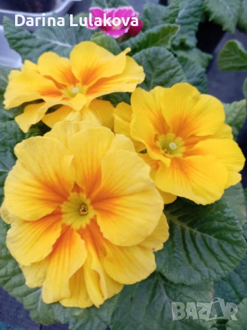 Иглика , снимка 5 - Градински цветя и растения - 53414919