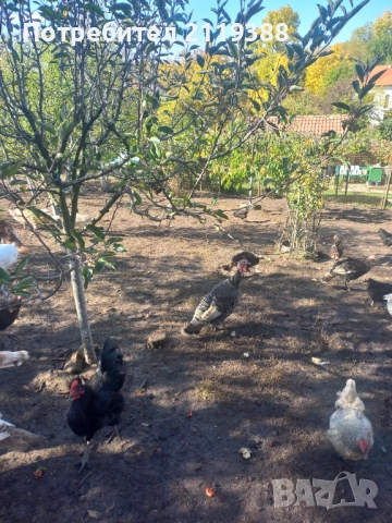 Пуйки на 6.месеца, снимка 4 - Кокошки и пуйки - 52105351