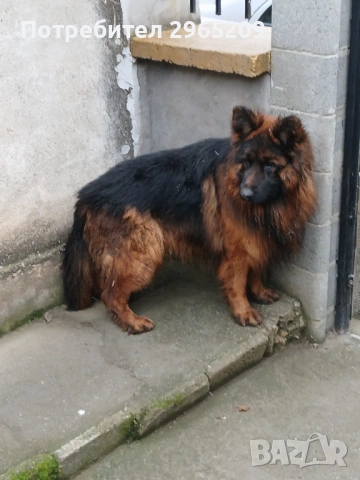 Елитни немски овчарки, снимка 2 - Немска овчарка - 53742345