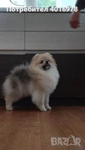 Померан момче с Родословие fci, снимка 4 - Померан - 48412694