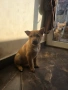 Продавам кученца, снимка 6
