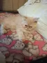 Мъжко персийско котенце , снимка 3