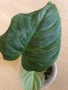 Philodendron Majestic , снимка 2