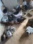 Кокошки селски домашни, снимка 2