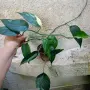 разкошни стайни растения , снимка 5