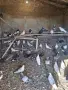 Продавам гълъби, снимка 1