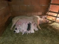 Продавам прасе с малки, снимка 4