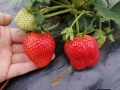 разсад за ягоди записвам за края на февруари цена 025€, снимка 2