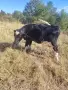 Продавам 5 бр мъжки телета , снимка 3