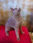 Продавам родословни котета - руска синя, снимка 1 - Руска синя котка - 42625659