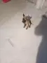 Белгийски овчарка , снимка 1