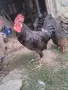  Петел Черен Легхорн Leghorn, снимка 8