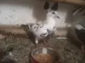 домашни гълъби.., снимка 1