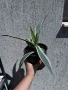 🌿 💞🌼 Столетник (Agave americana ‘Variegata’), снимка 3