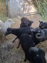 Продавам шутлански овце , снимка 6
