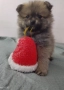 Малки померани , снимка 7