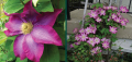 Clematis Kakio Pink champagne(Какио Розово шампанско), снимка 3