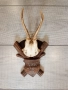 Трофей рога от сръндак и дива коза  , снимка 5